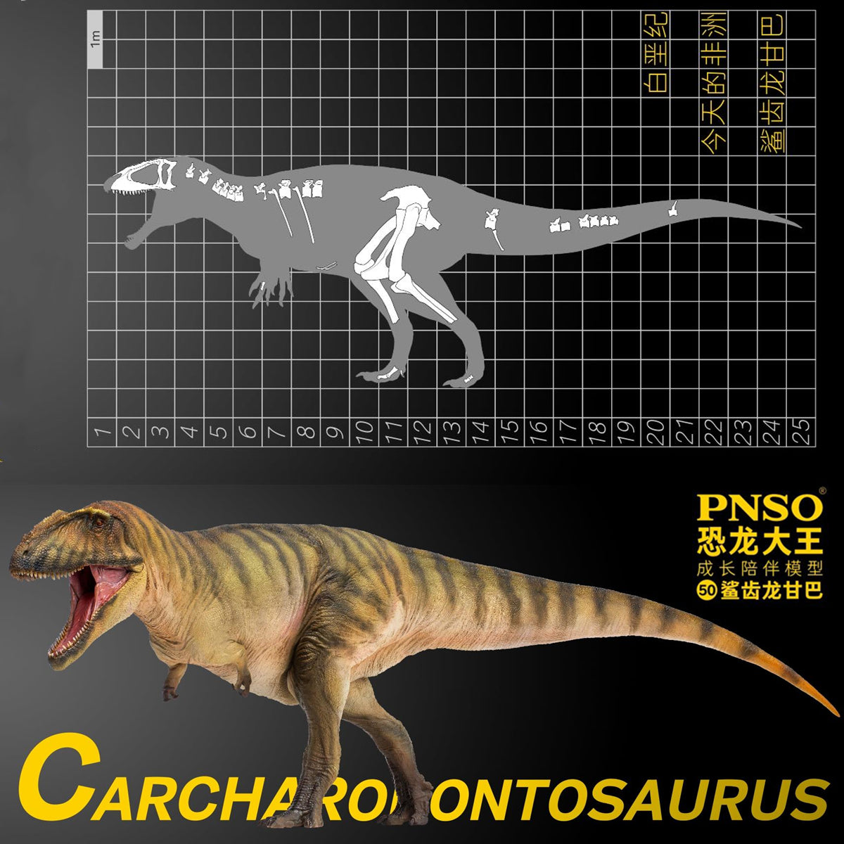 PNSO Carcharodontosaurus Model – Lana Time Shop