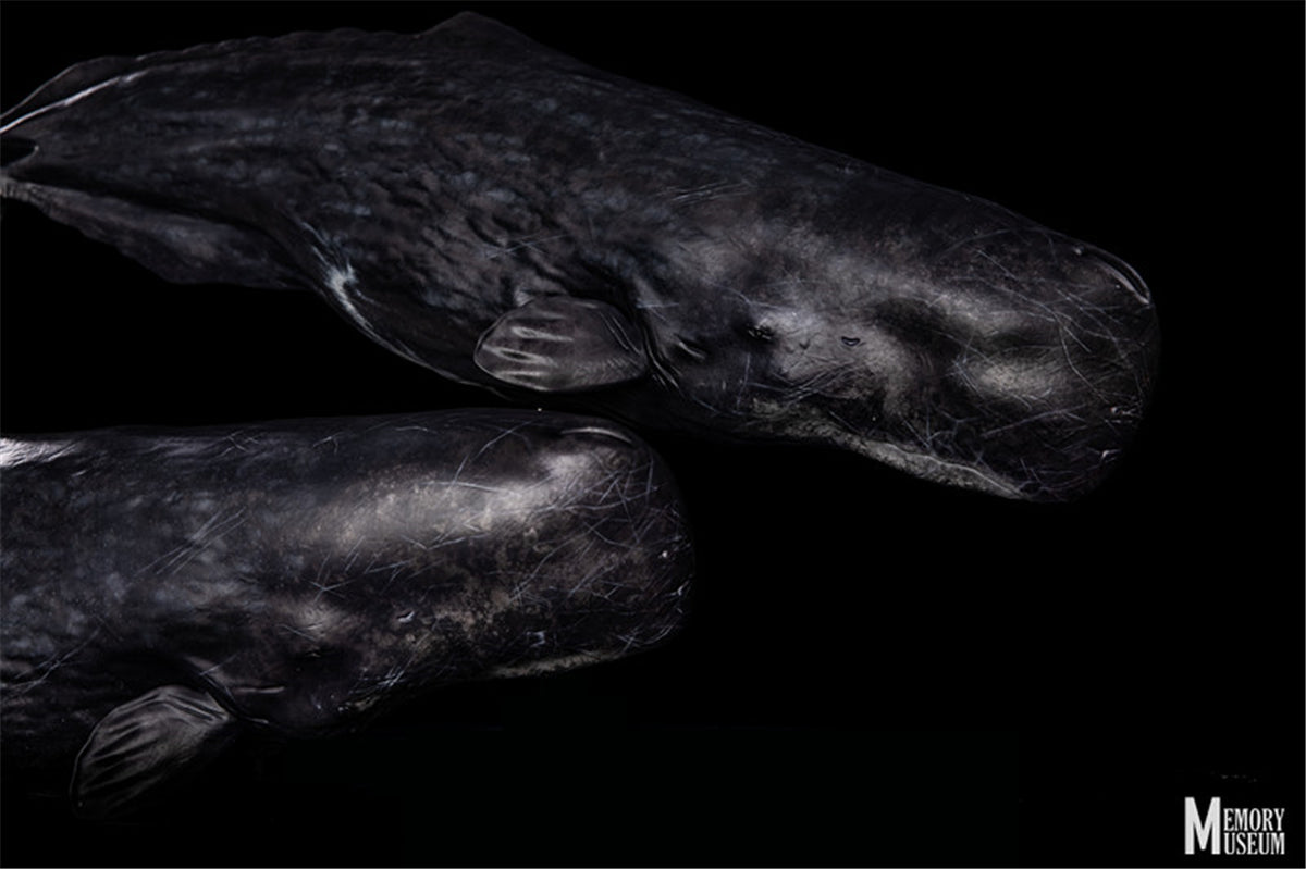 Memory Museum x Bill Wieger 1/15 Sperm Whale Statue