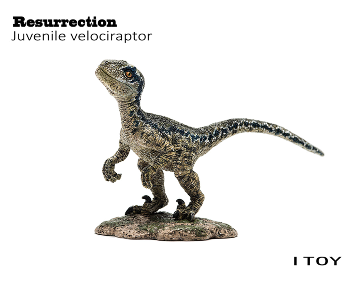 ITOY Juvenile Velociraptor Model