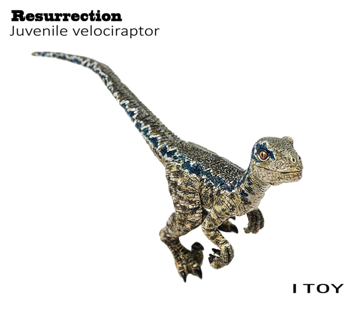 ITOY Juvenile Velociraptor Model