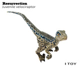 ITOY Juvenile Velociraptor Model