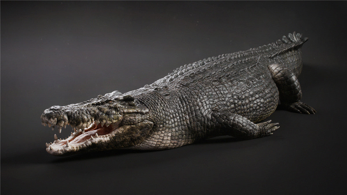 Lolong Estuarine Crocodile Model
