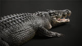 Lolong Estuarine Crocodile Model