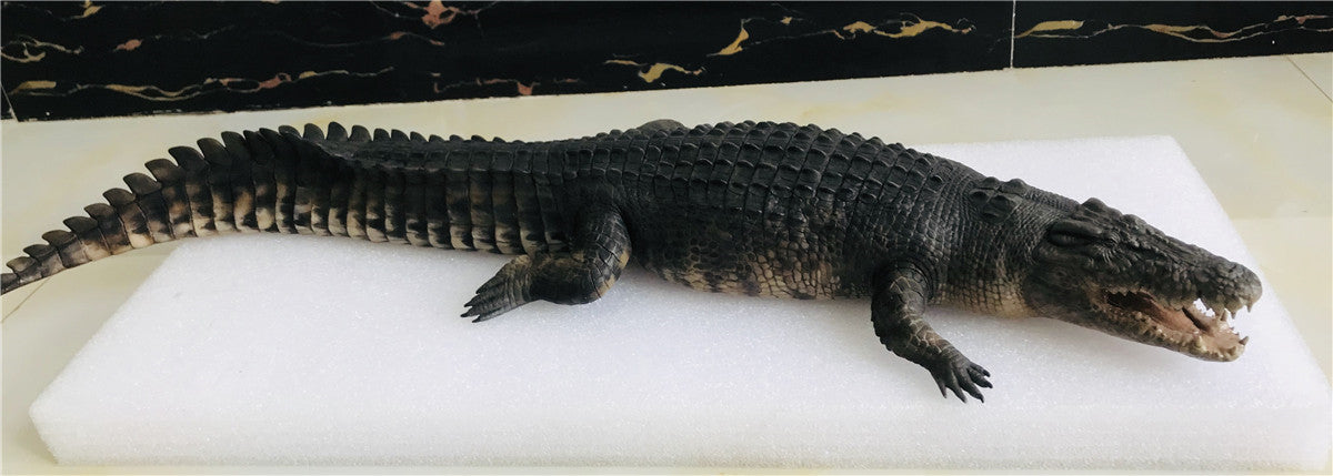 Lolong Estuarine Crocodile Model