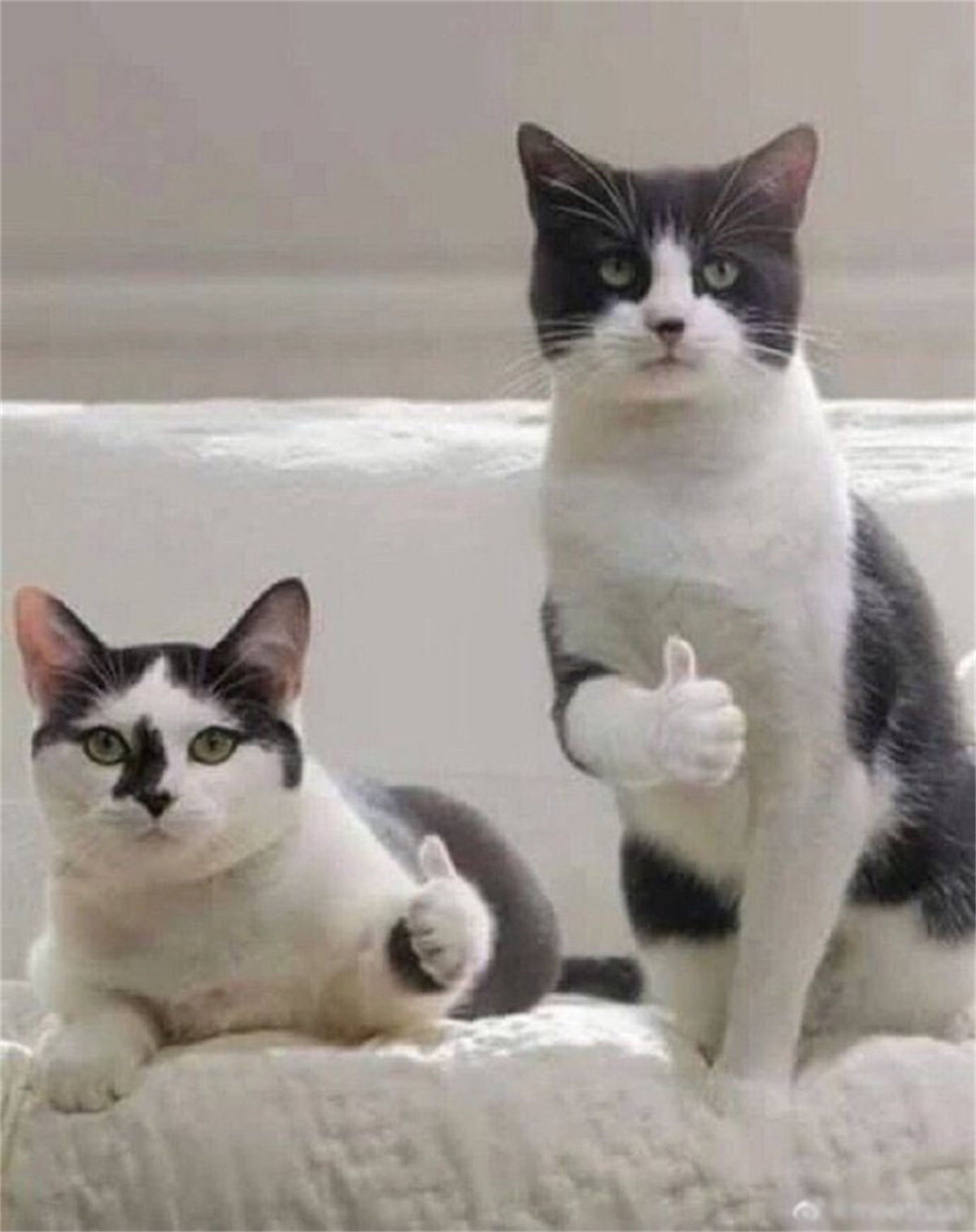 2Pcs Thumb Up Cat Model
