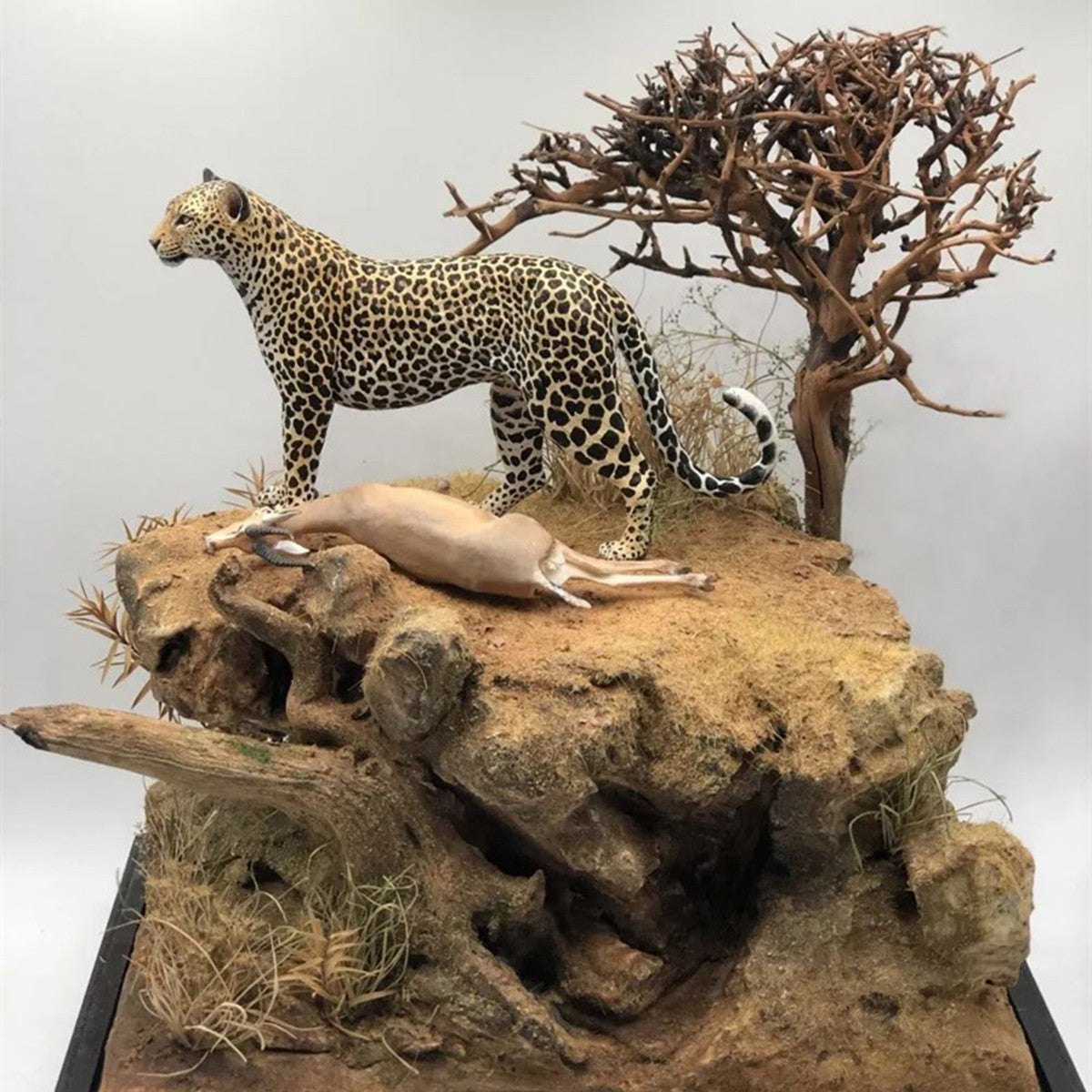 Leopard VS Antelope Scene Model