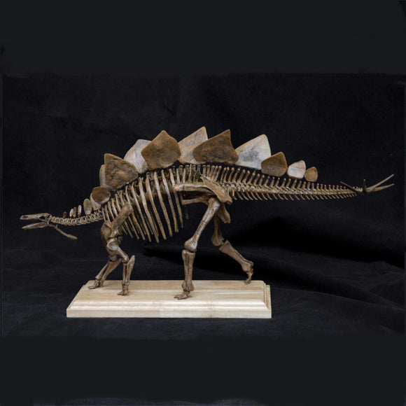 1/20 Stegosaurus Skeleton Model