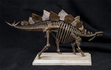 1/20 Stegosaurus Skeleton Model