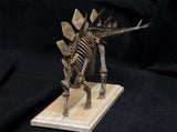 1/20 Stegosaurus Skeleton Model