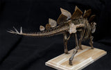 1/20 Stegosaurus Skeleton Model