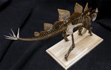 1/20 Stegosaurus Skeleton Model