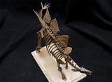 1/20 Stegosaurus Skeleton Model