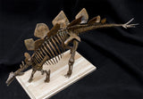 1/20 Stegosaurus Skeleton Model