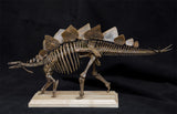 1/20 Stegosaurus Skeleton Model