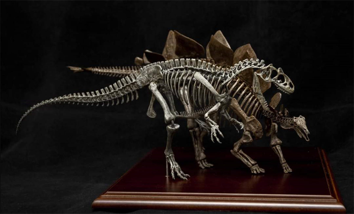 Stegosaurus VS Allosaurus Skeleton Model