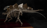 Stegosaurus VS Allosaurus Skeleton Model