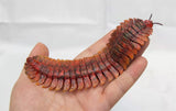 Arthropleura Model