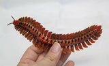 Arthropleura Model