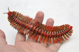 Arthropleura Model