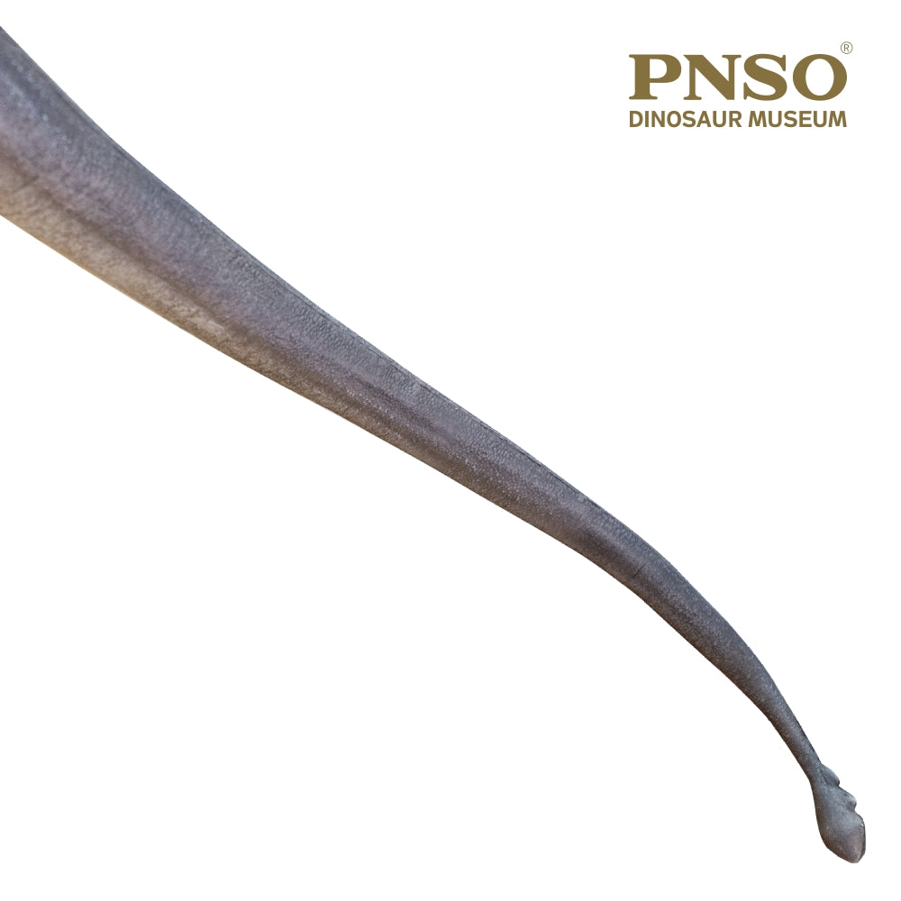 PNSO 1:45 Mamenchisaurus ER-MA Model