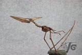 1/10 Flying Pteranodon Skeleton Model