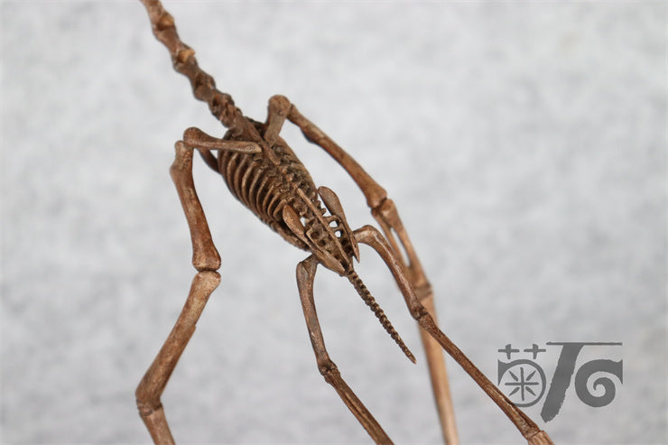 1/10 Flying Pteranodon Skeleton Model