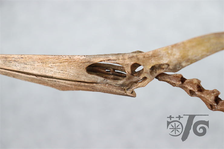 1/10 Flying Pteranodon Skeleton Model