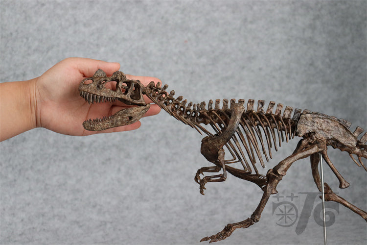 1/10 Ceratosaurus Skeleton Model