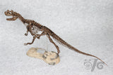 1/10 Ceratosaurus Skeleton Model