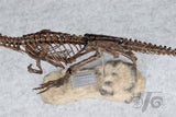 1/10 Ceratosaurus Skeleton Model