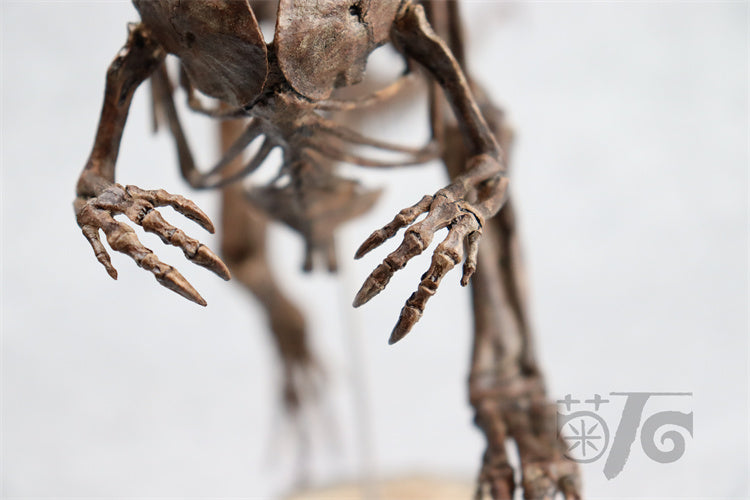 1/10 Ceratosaurus Skeleton Model