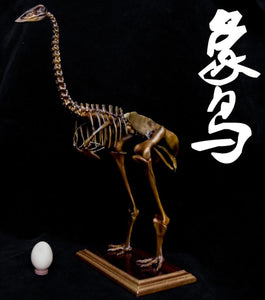 1/10 Aepyornis Skeleton Model