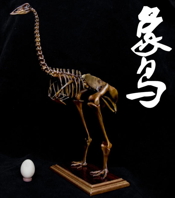 1/20 Aepyornis Skeleton Model