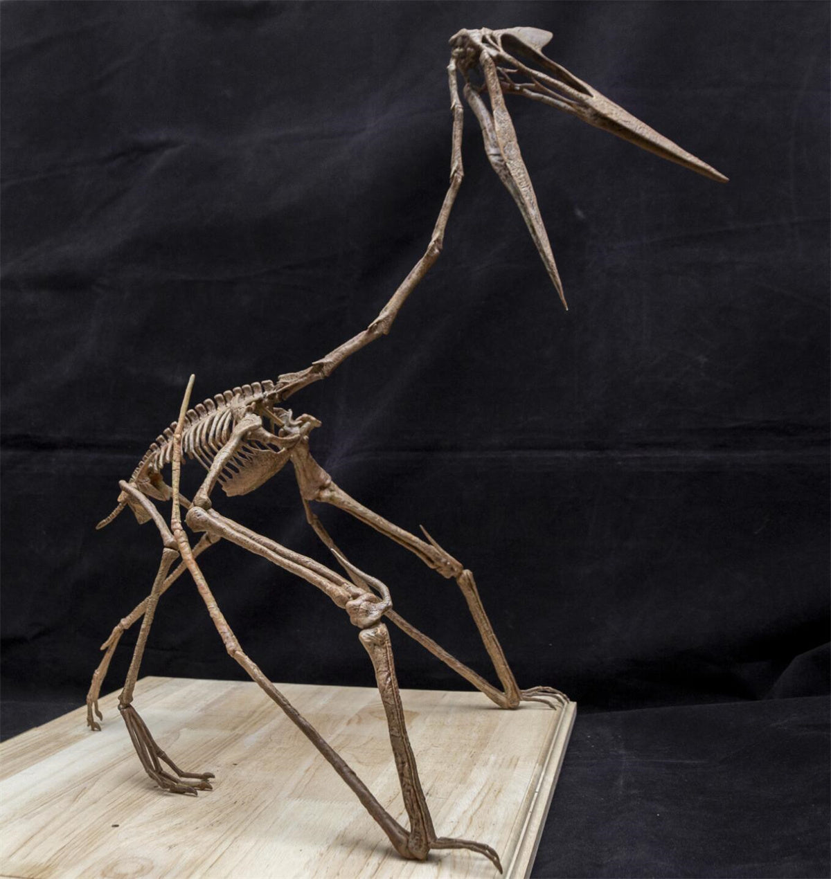 Quetzalcoatlus Skeleton Model