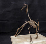 Quetzalcoatlus Skeleton Model