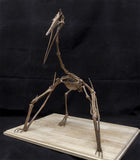 Quetzalcoatlus Skeleton Model