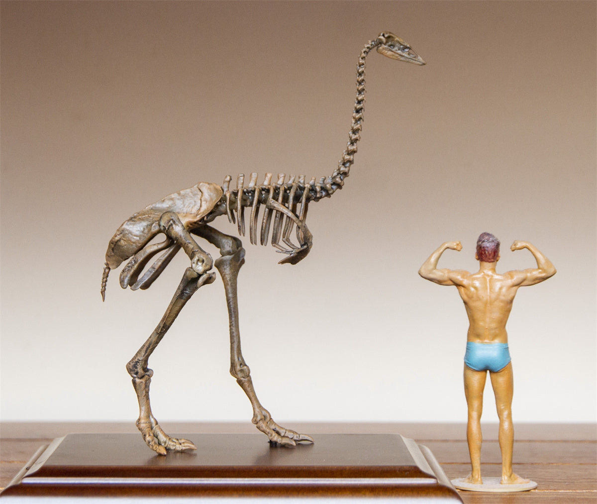 1/20 Aepyornis Skeleton Model