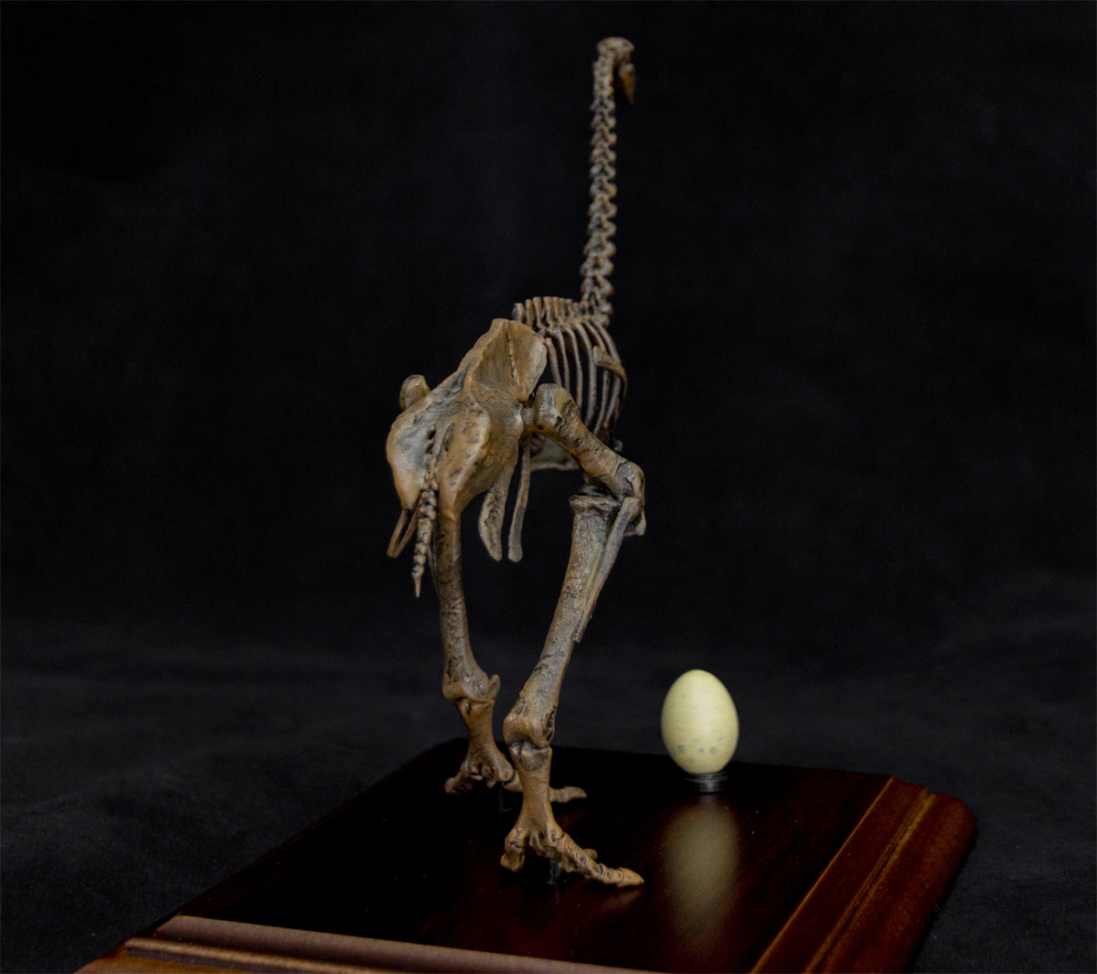 1/10 Aepyornis Skeleton Model