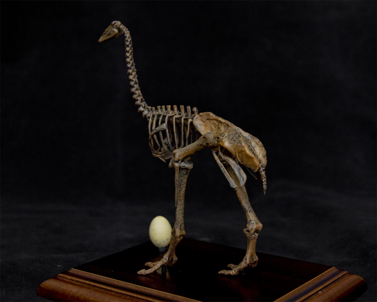 1/10 Aepyornis Skeleton Model