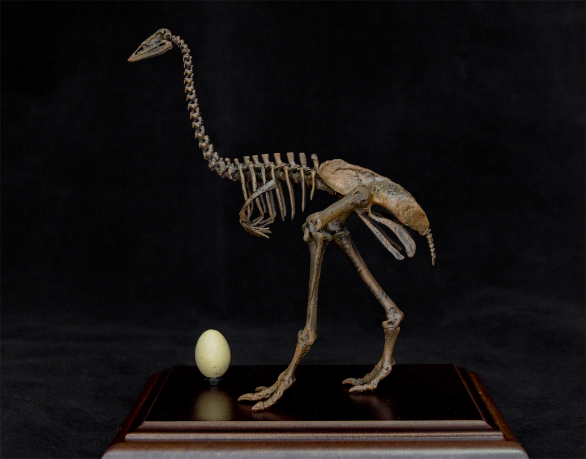 1/10 Aepyornis Skeleton Model