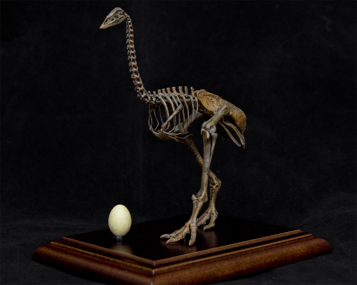 1/10 Aepyornis Skeleton Model