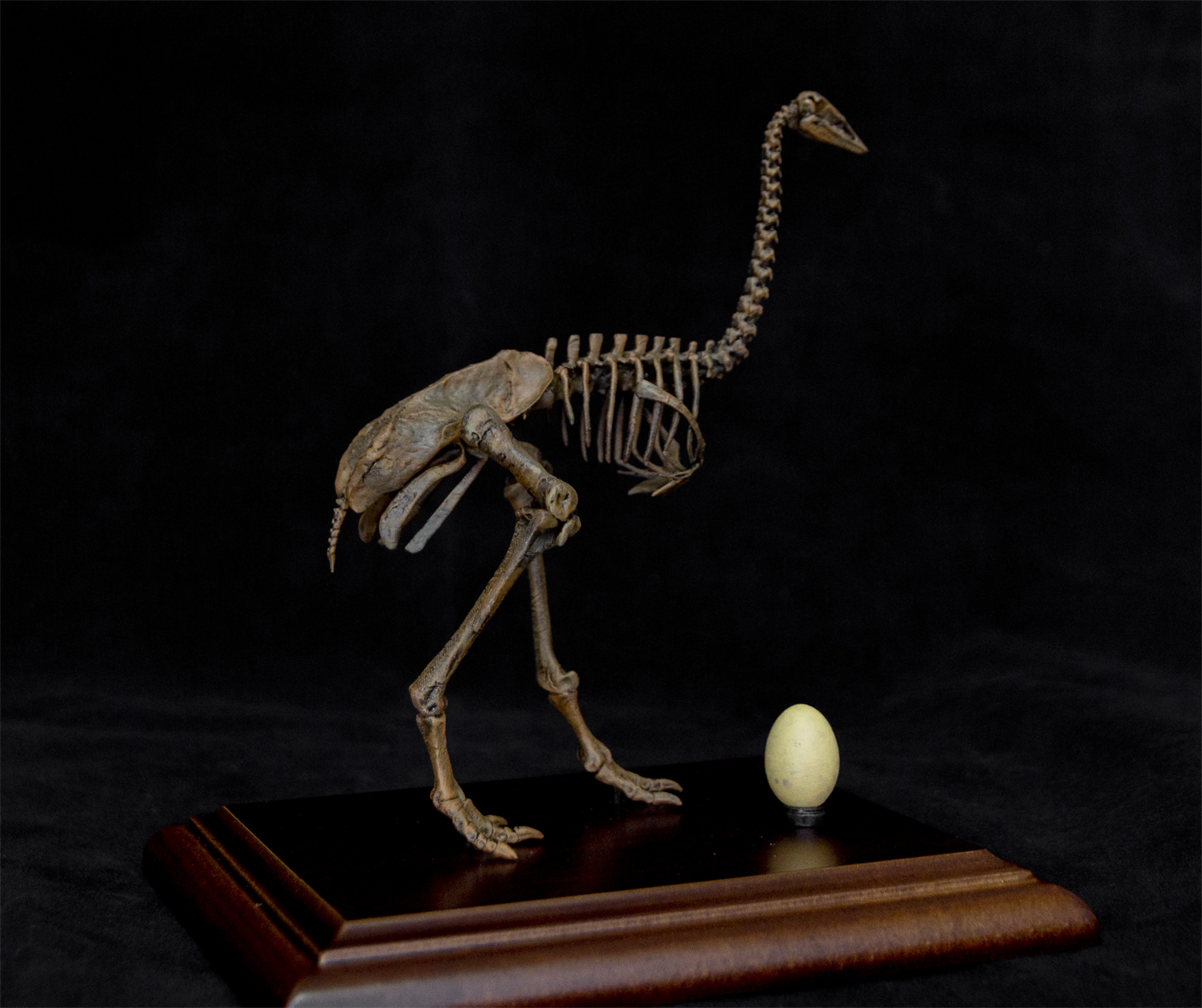 1/10 Aepyornis Skeleton Model