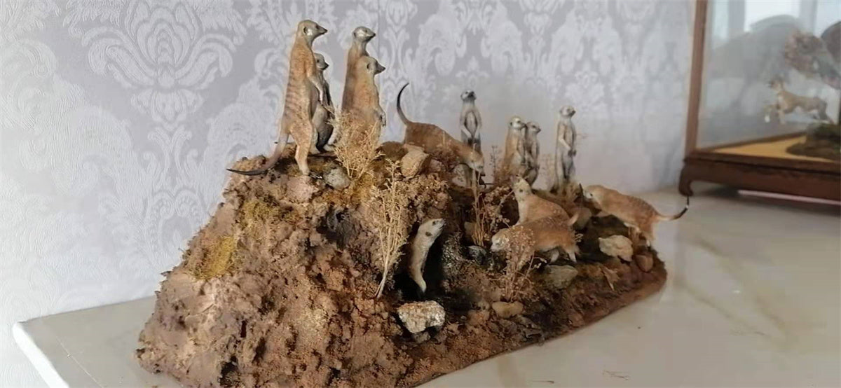 African Elf Meerkat Model