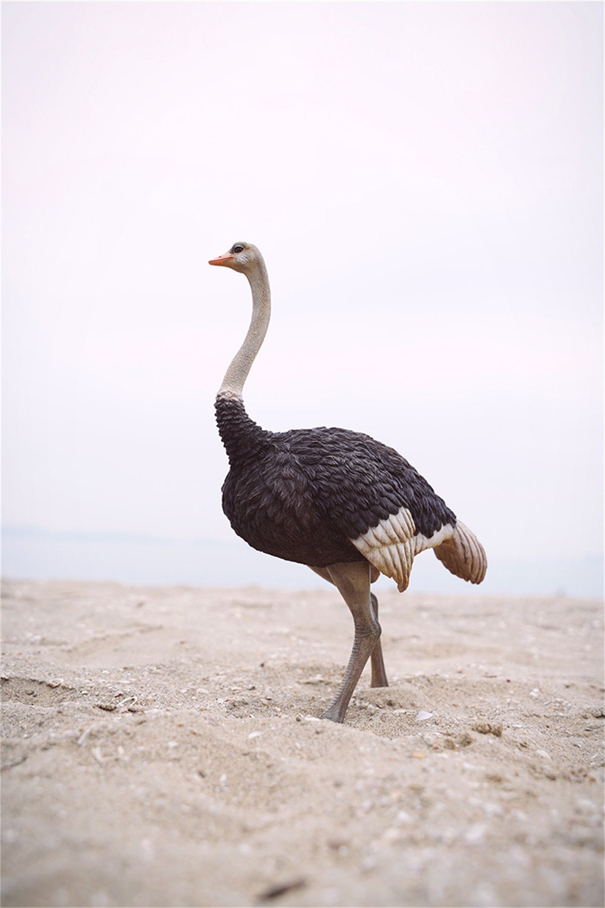 JXK 1/6 Ostrich Model