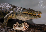 JA Studio Crocodylus niloticus Gustave Model