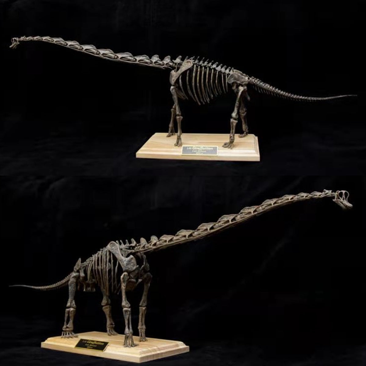 1:35 Scale Giraffatitan Skeleton Model