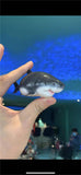 Animal Planet Ocean Animal Blind Box