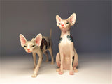 JXK Tattoo Canadian Hairless Cat Figure