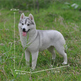 1/6 Siberian Husky Model