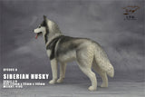 1/6 Siberian Husky Model